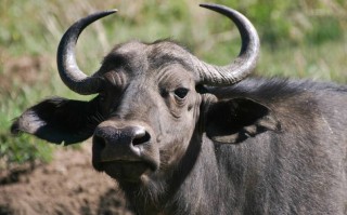 为什么牛只吃草就能长一身肌肉？