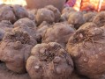 能撑死人却热量超低的食物“魔芋”