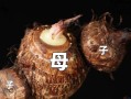 芋头也分“能量型”和“轻盈型”