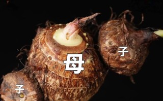 芋头也分“能量型”和“轻盈型”
