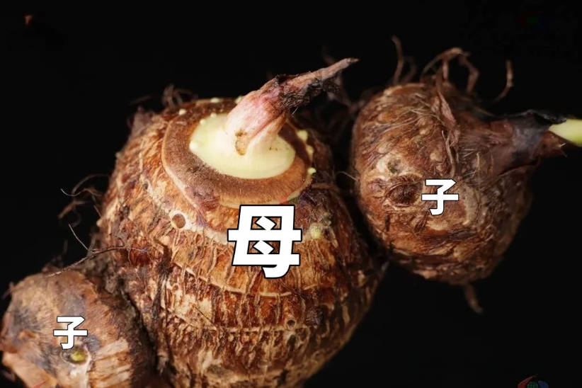母芋.jpg